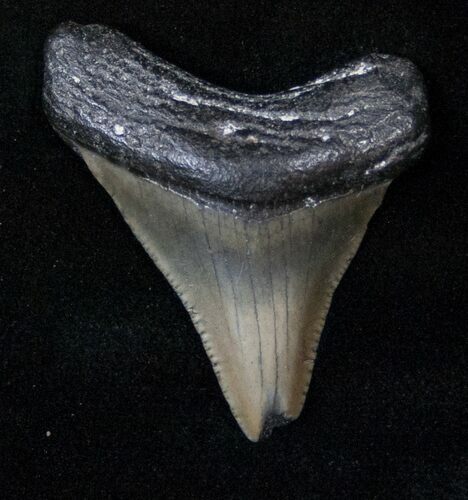 Bargain Megalodon Tooth - South Carolina #15370